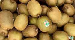 Kiwis Vert