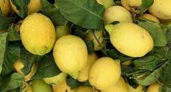 Citrons Jaune feuilles