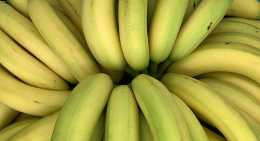 Bananes SCB