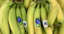 Bananes BIO