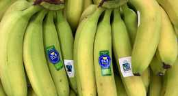 Bananes BIO