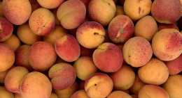 Abricots Bergeron
