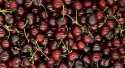 Cerises Burlat