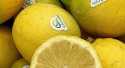Citrons Jaune BIO