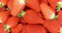 Fraises Clery