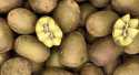 Kiwis Jaune
