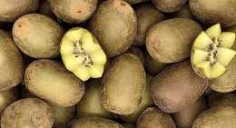 Kiwis Jaune