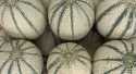 Melons Cavaillon