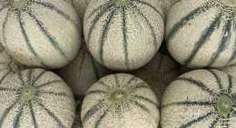 Melons Cavaillon