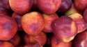 Nectarines Jaune