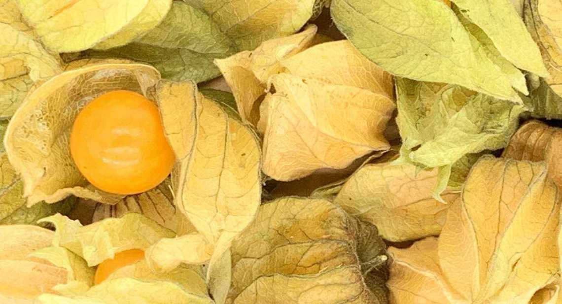 Physalis
