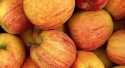 Pommes Royal Gala