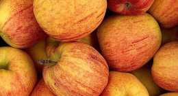 Pommes Royal Gala