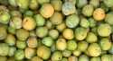 Prunes Reine Claude