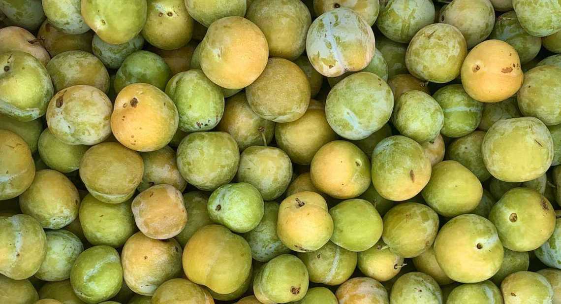 Prunes Reine Claude