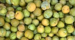Prunes Reine Claude