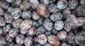 Prunes Quetsche