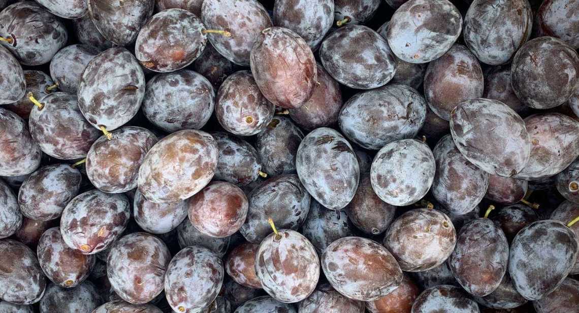 Prunes Quetsche