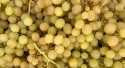Raisins Blanc