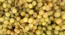 Raisins Blanc