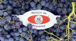 Raisins Noir Muscat
