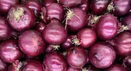 Oignons Rouge