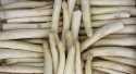 Asperges Blanche courte