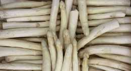 Asperges Blanche courte