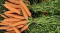 Carottes Botte