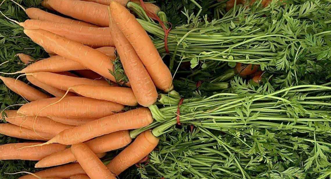 Carottes Botte