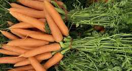 Carottes Botte