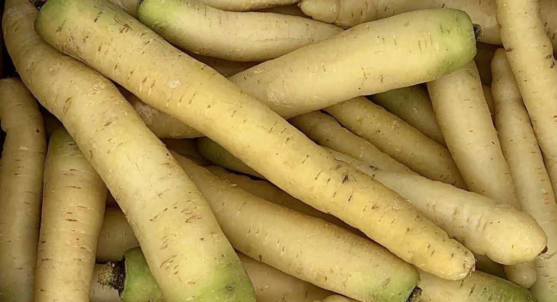 Carottes Blanche