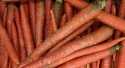 Carottes Rouge