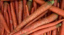 Carottes Rouge
