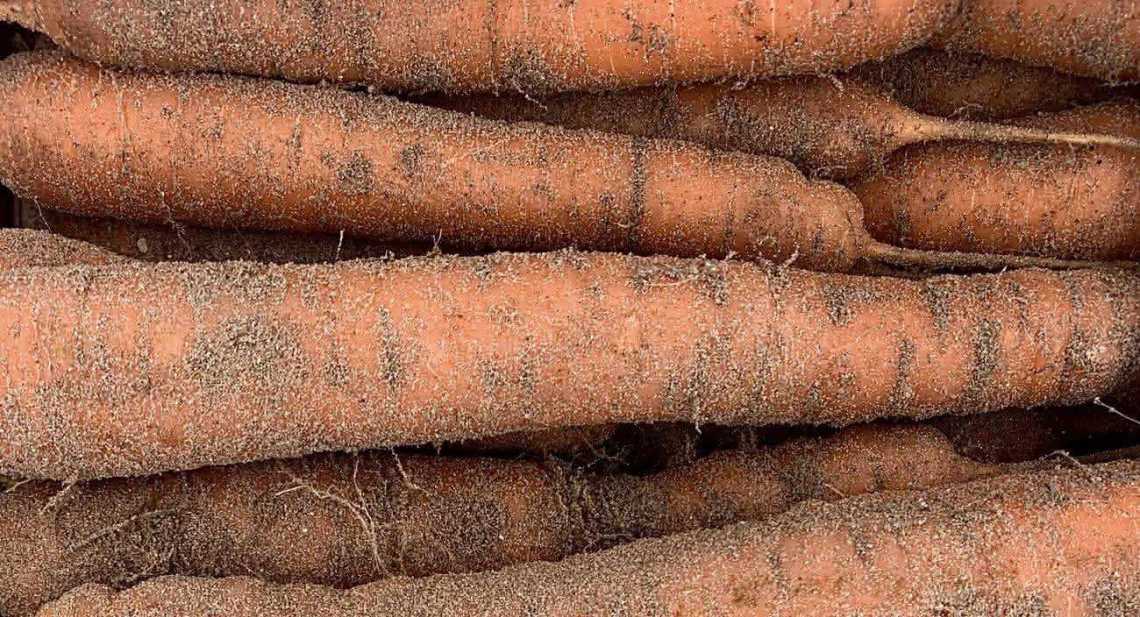 Carottes Non lavée