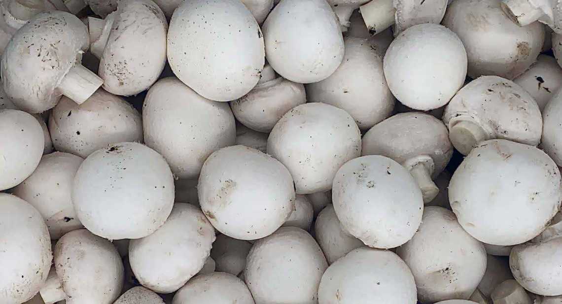Champignons Blanc