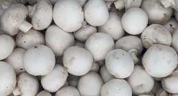 Champignons Blanc