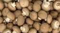 Champignons Crème