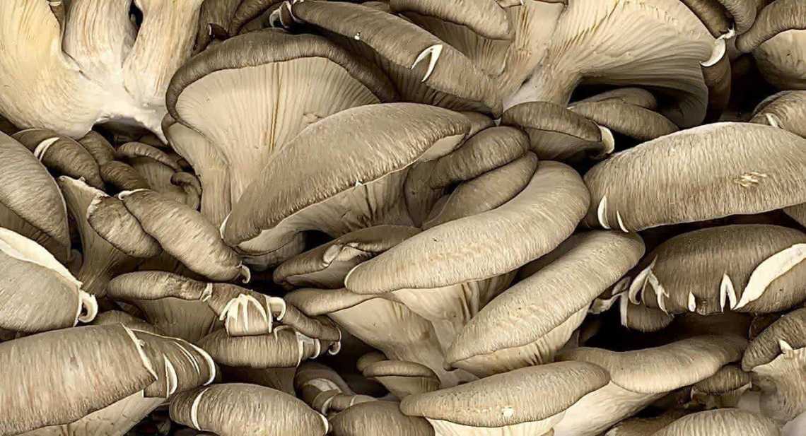 Champignons Pleurotte