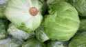 Choux Chinois