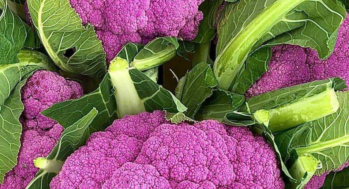 Choux Fleur violet