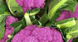 Choux Fleur violet