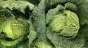Choux Vert frisée