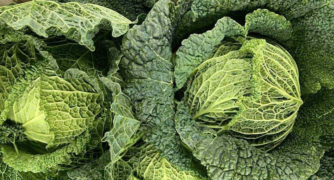 Choux Vert frisée