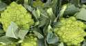 Choux Romanesco