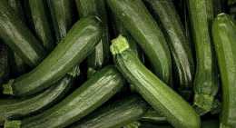 Courgettes Longue verte