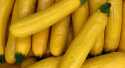 Courgettes Longue jaune
