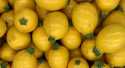 Courgettes Ronde jaune