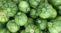 Courgettes Ronde verte