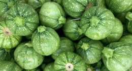 Courgettes Ronde verte
